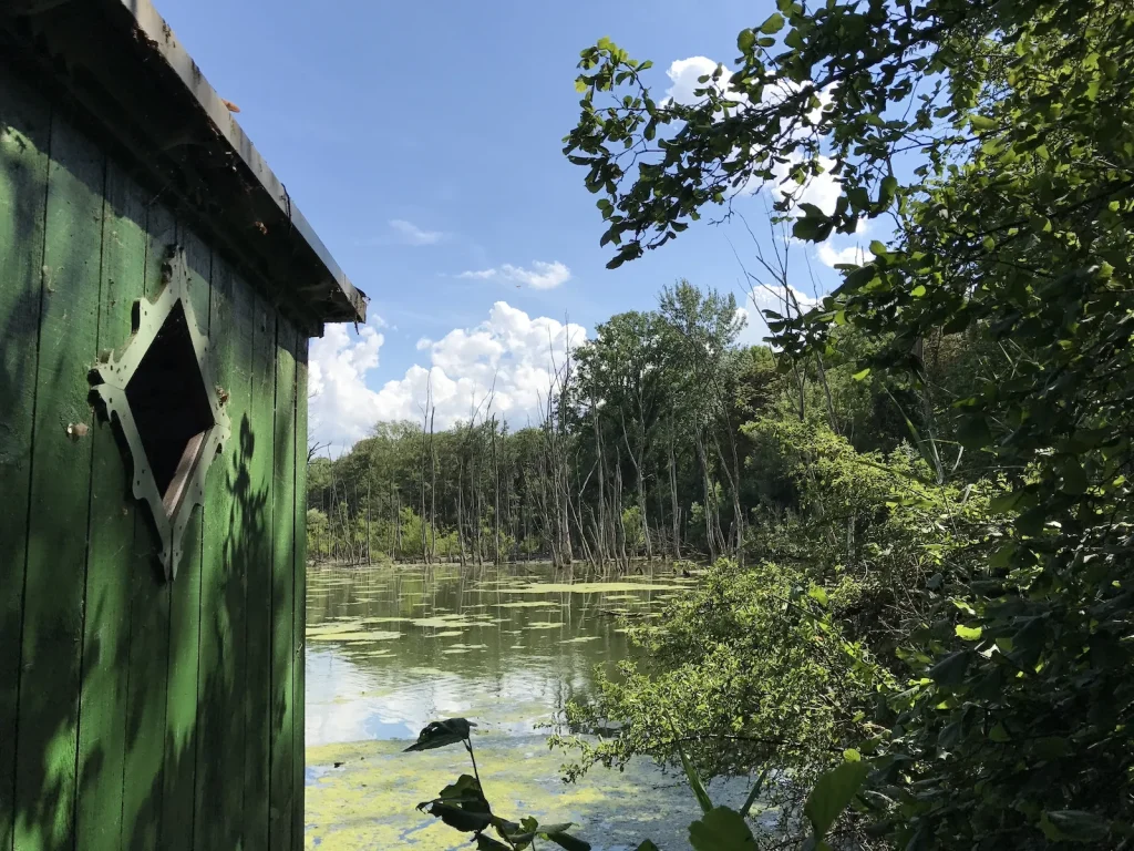 Se perdre dans la jungle rhénane
