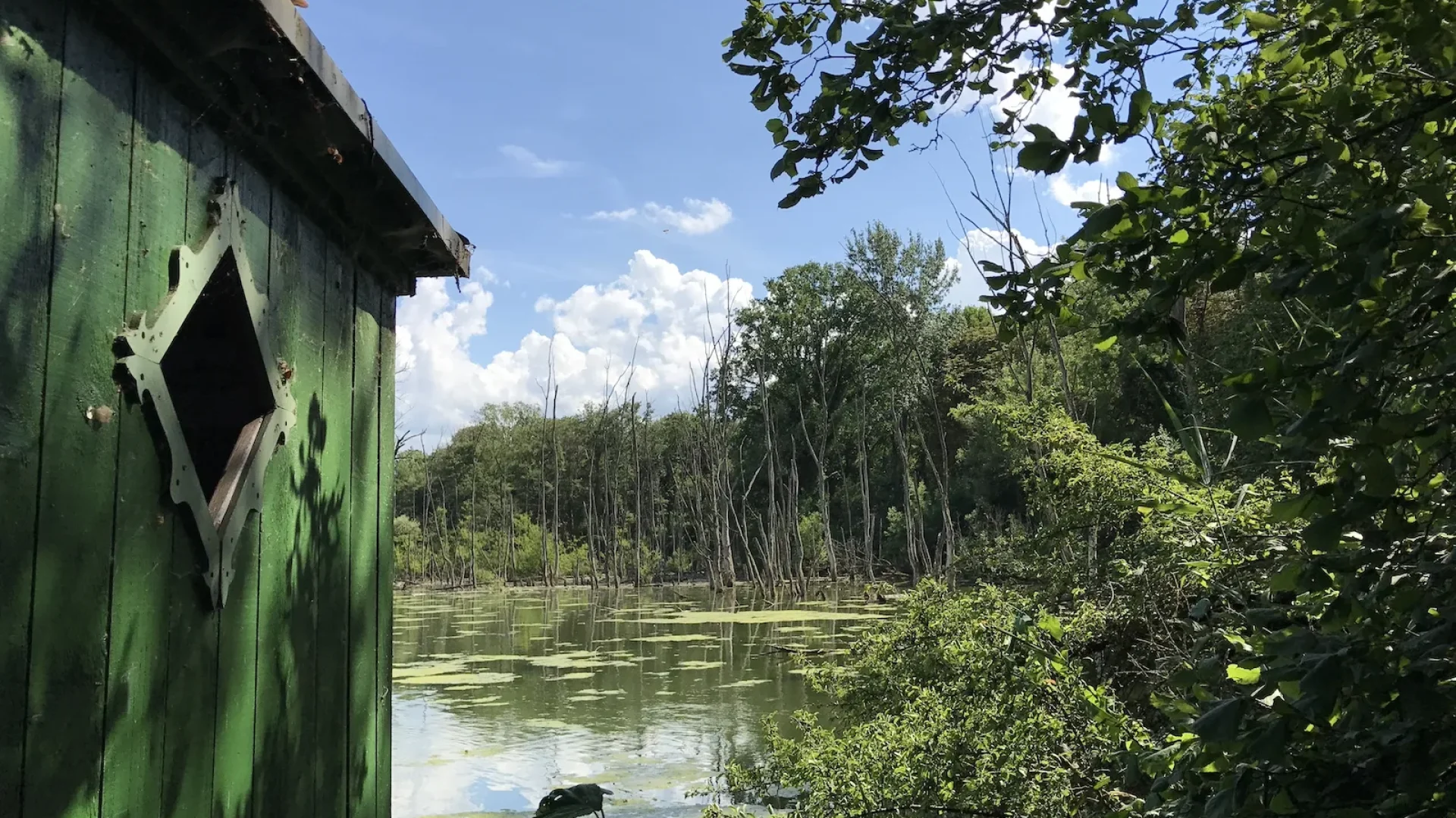 Se perdre dans la jungle rhénane