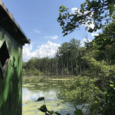 Se perdre dans la jungle rhénane