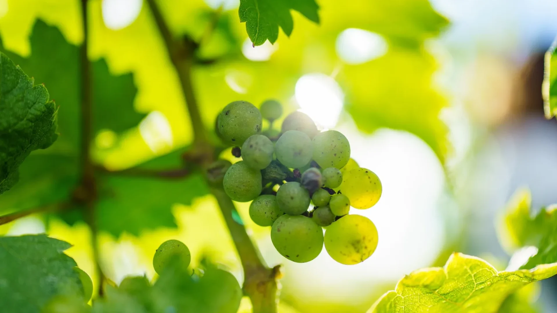La Route des Vins d'Alsace Saint-Louis 3 Pays