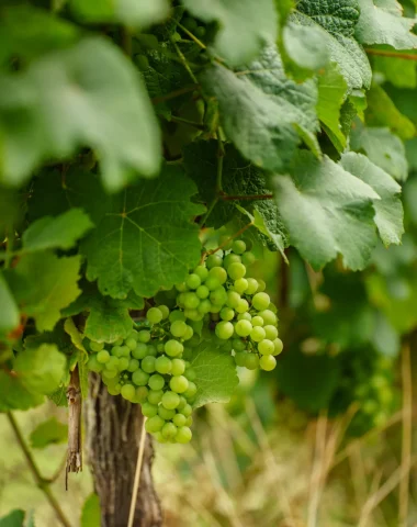 Vins d&rsquo;Alsace